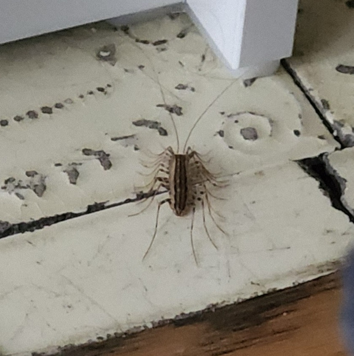 “Just had this house centipede crawl across my face when I was trying to go to sleep. My skin is crawling.”