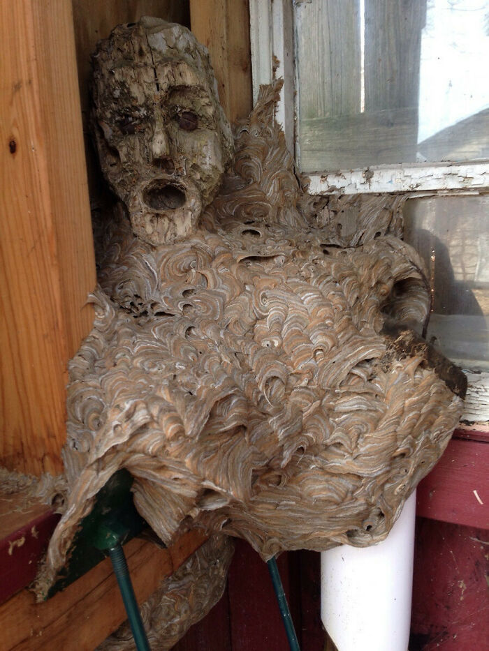 mildly terrifying images - hornets nest