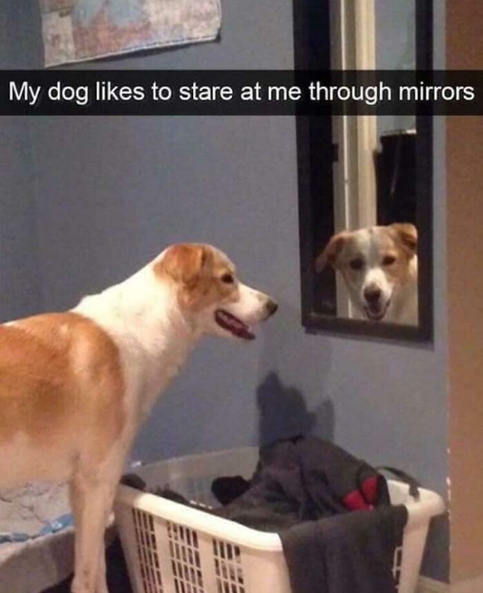 mildly terrifying images - dog mirror meme - My dog to stare at me through mirrors