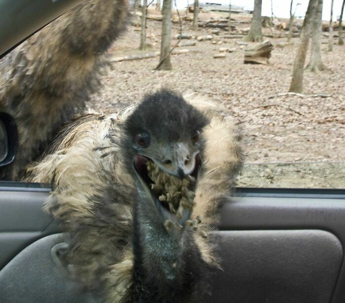 mildly terrifying images - scary ostriches - To