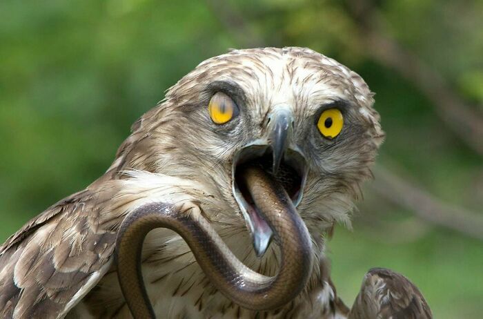 mildly terrifying images - hawks eating snakes