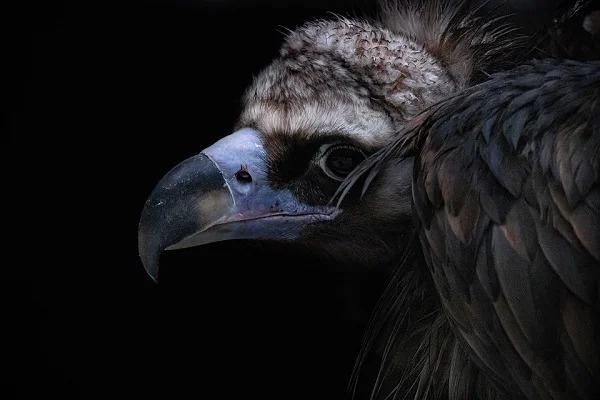 Vultures have stomach acid so corrosive that they can even digest anthrax.