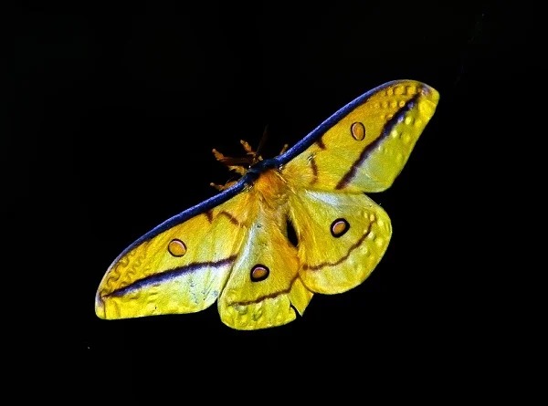 Adult Luna moths have no mouths. They live off the energy they stored as a caterpillar.