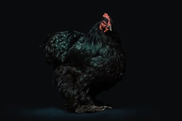 There is a rare breed of chicken where the entire chicken is solid black. The meat, skin, organs, bones, bone marrow, tongue, and eyes are all solid black. This Ayam Cemani Chicken of Indonesia costs around $2,500!