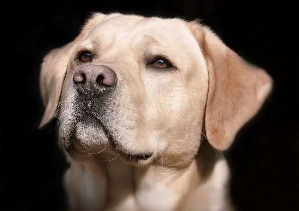 Dogs have a branch of nerves in their ears and when you rub them it releases endorphins, making them extremely relaxed with a type of natural high.