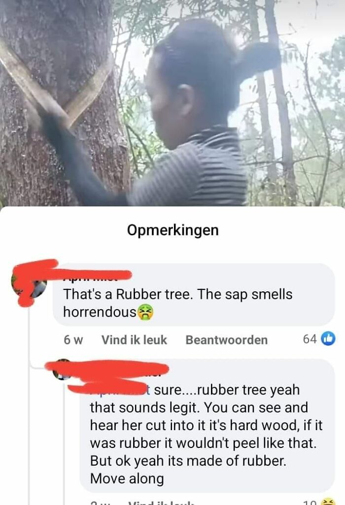 confidently incorrect - water - That's a Rubber tree. The sap smells horrendous Vind ik leuk Beantwoorden 6 w Opmerkingen Qu sure....rubber tree yeah that sounds legit. You can see and hear her cut into it it's hard wood, if it was rubber it wouldn't peel