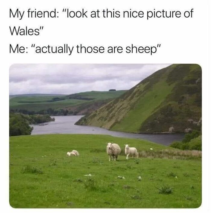 confidently incorrect - wales sheep meme - My friend "look at this nice picture of Wales" Me "actually those are sheep"