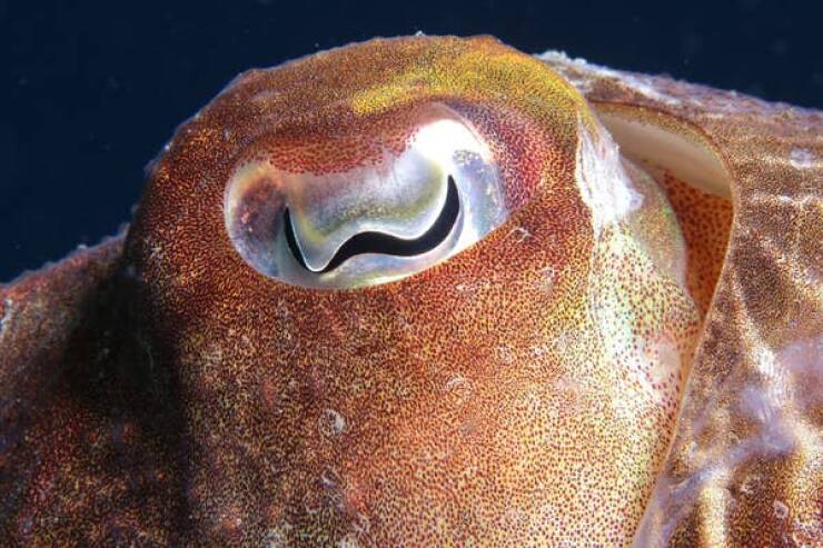 Cuttlefish have W-shaped pupils: