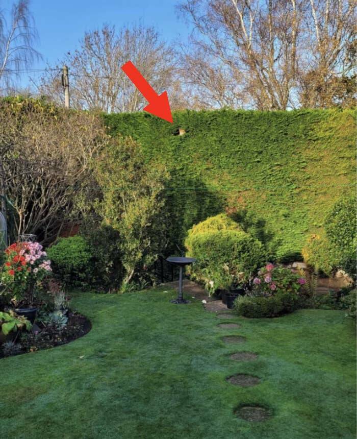 This person that has a fox living in their hedge: