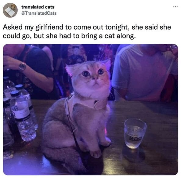 funny tweets - photo caption - translated cats Asked my girlfriend to come out tonight, she said she could go, but she had to bring a cat along. 8 Roc
