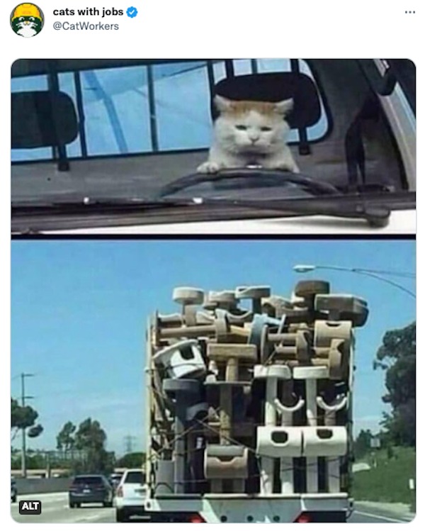 funny tweets - car - Alt cats with jobs The