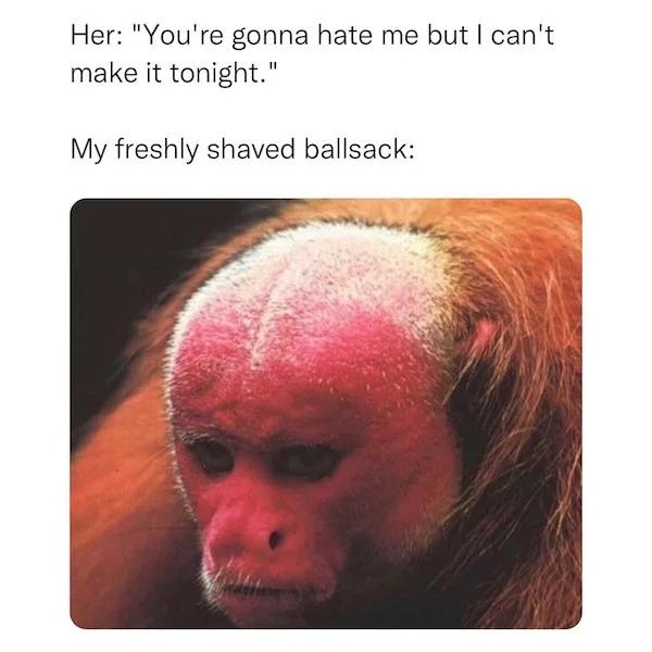 spicy sex meems - uakari monkey - Her "You're gonna hate me but I can't make it tonight." My freshly shaved ballsack