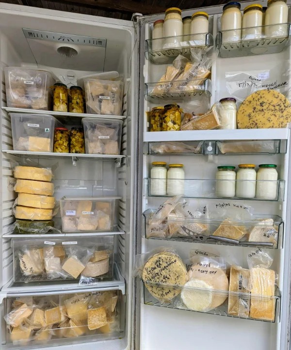 “Home made cheese aging in one of my refrigerator “Cheese Caves”