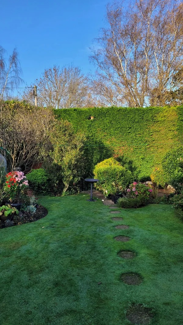 “This fox that lives at the top of my Granny’s hedge.”