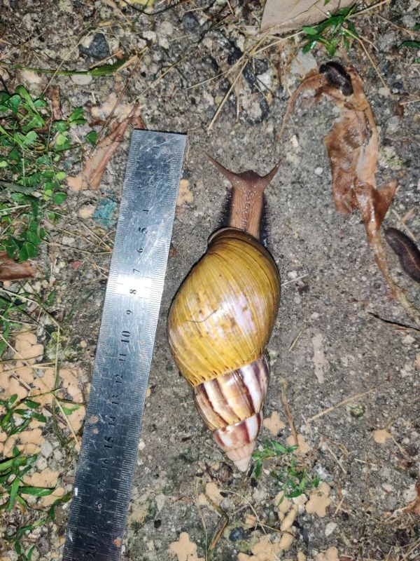 “This oddly large snail I found in our garden (ruler is in cm)”