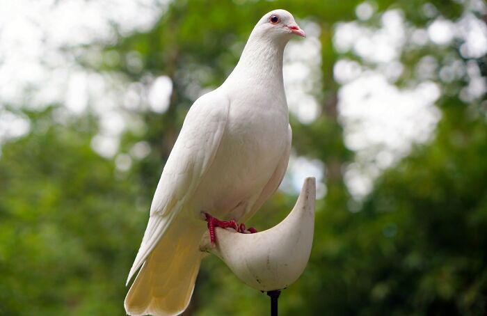 Doves are literally just white pigeons.

Not similar, or related to, the exact same bird.

Pigeons with white privilege