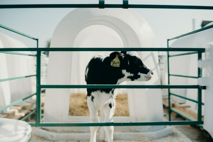 That cows only produce milk after they've had a baby. Farmers forcibly impregnate them and take their calves away so they can sell the milk to humans. I always thought they just made milk all the time, which seems stupid in retrospect.