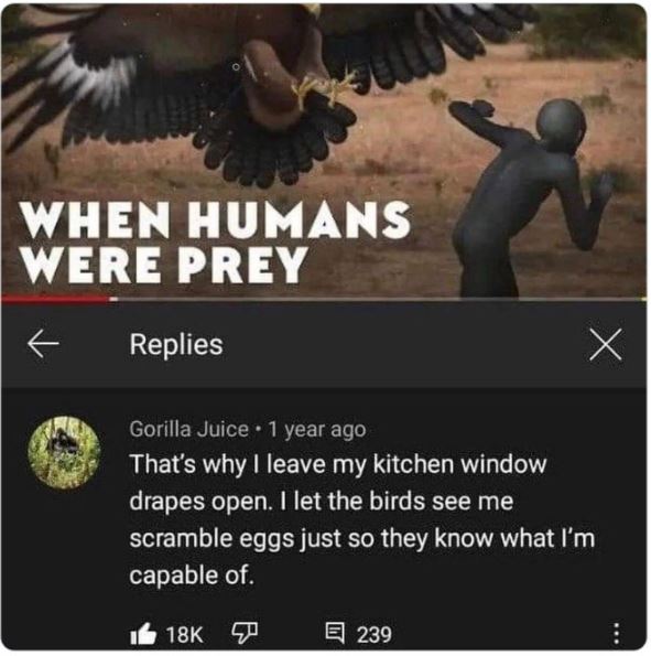 funny comments - fauna - When Humans Were Prey Replies Gorilla Juice 1 year ago That's why I leave my kitchen window drapes open. I let the birds see me scramble eggs just so they know what I'm capable of. 18K 18K X 239