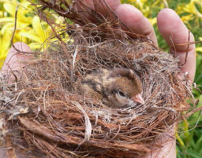 ABSOLUTELY DO SAVE BIRDS THAT FALL OUT OF THEIR NESTS! You're letting them die if you don't. Their moms don't care. 