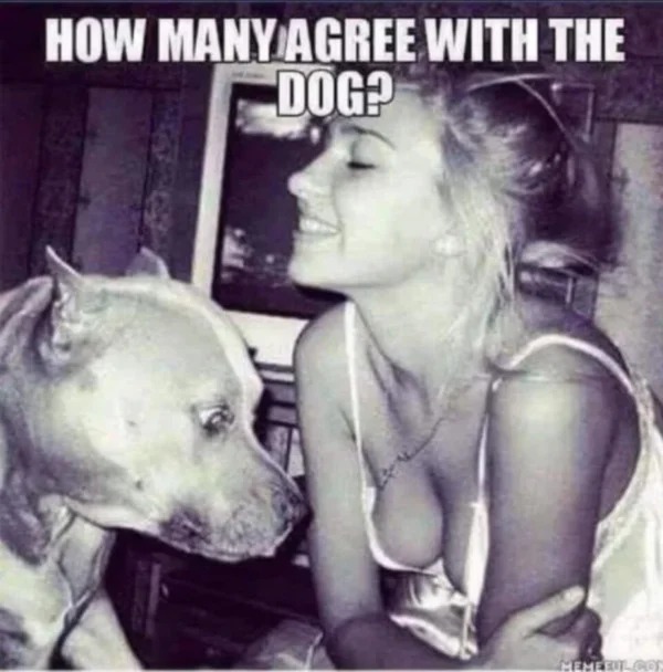 Photograph - How Many Agree With The Dog? Memeeul Com