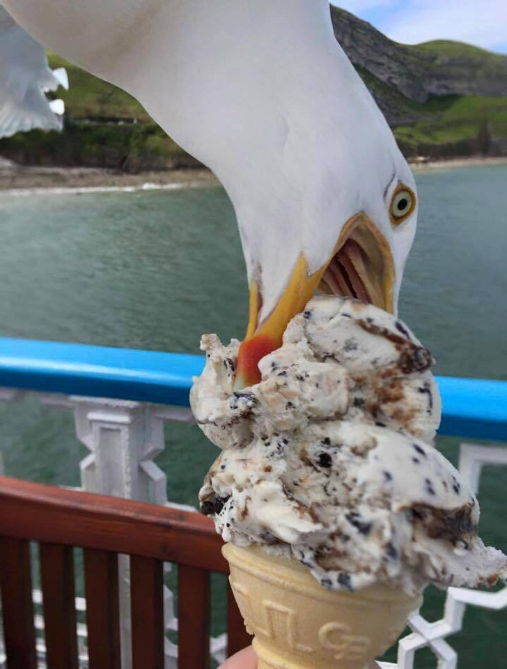 ’’I tried to take a photo of my ice cream...’’