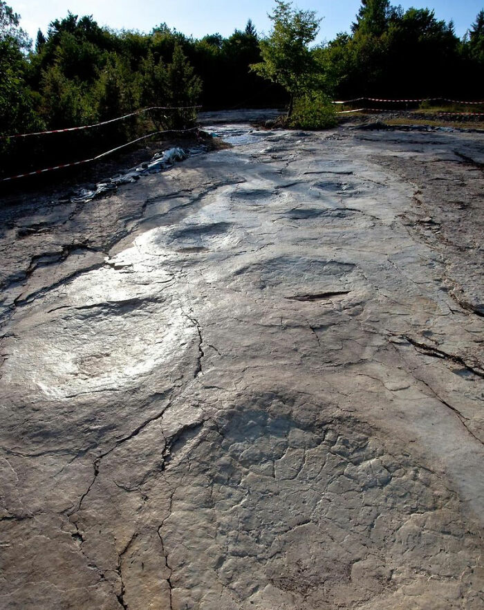 150 Million Year Old Dinosaur Footprints