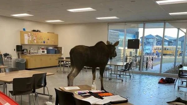 times life escalated way too quickly -  moose breaks into school