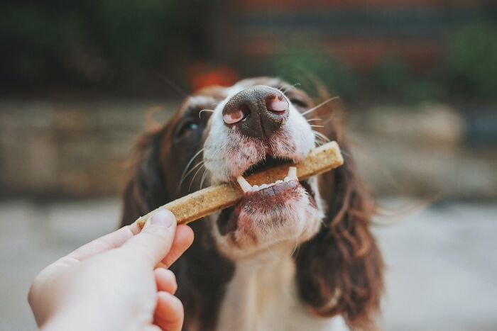 I worked as a dog groomer for a summer, we gave your dog a treat even if they weren't good.