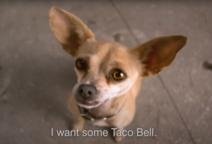 Taco Bell used to have a chihuahua as their mascot. Little dude just disappeared one day and anyone born after 2000 probably doesn't even know what I am talking about.