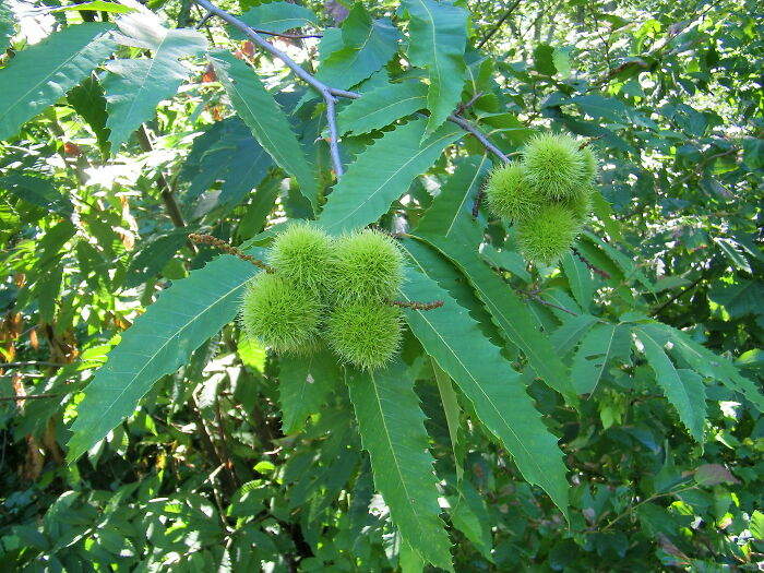 The American Chestnut Tree.

We sing “chestnuts roasting over an open fire” every year and yet never question why we have no chestnuts.

All the chestnut trees are dead is why, you see.