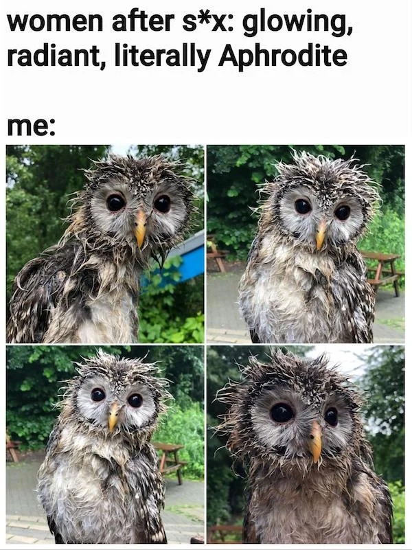 spicy sex memes - owl - women after sx glowing, radiant, literally Aphrodite me