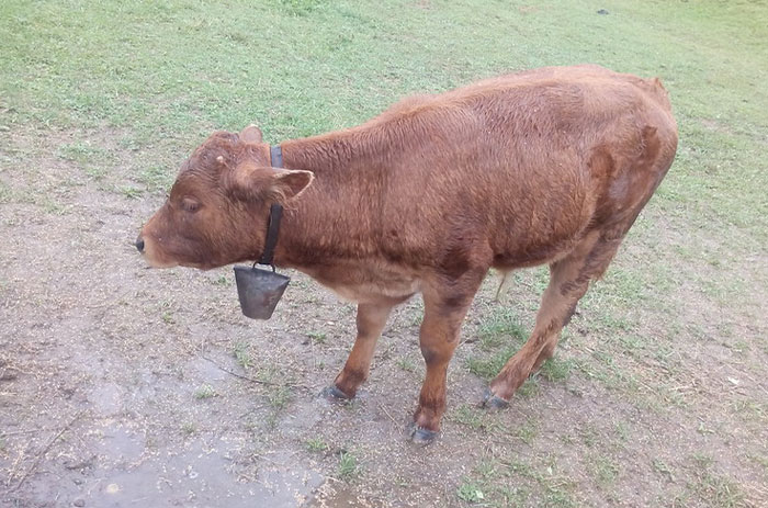 that a Dutch woman was denied Swiss naturalization despite having lived there for 39 years, because her 'neighbours' deemed her too annoying and not integrated into Swiss society since she often critized Swiss tradition of hanging large bells on cows' necks.