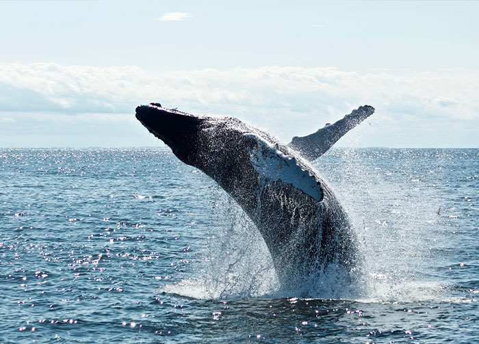 The oil from a right whale would operate an average American car for 8 years.