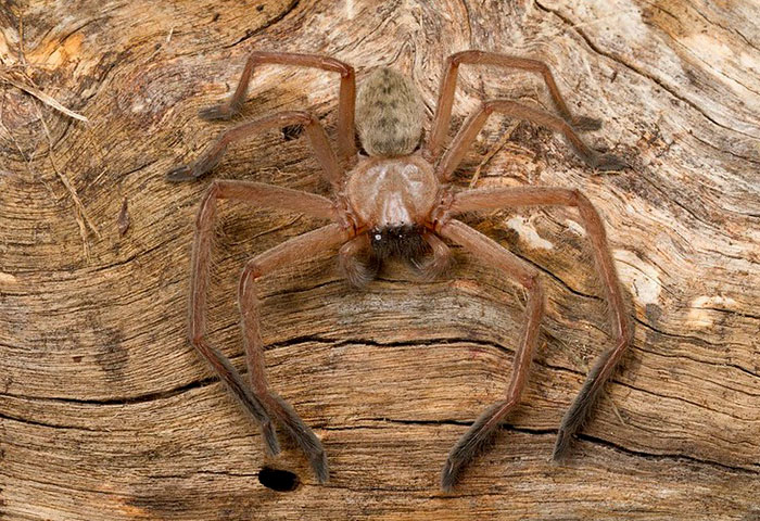 that the social huntsman spiders live in complex family groups up to 150-strong, led by a dominant matriarch. A single mum establishes a family and her offspring from one to four clutches remain with her until they are almost one year old.