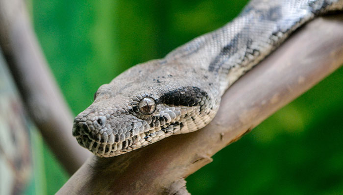 that famed herpetologist Robert Merten documented his death by twig snake bite in his journal, which took 18 days to prove fatal. He wrote near the end that it was "the only appropriate demise for a herpetologist".