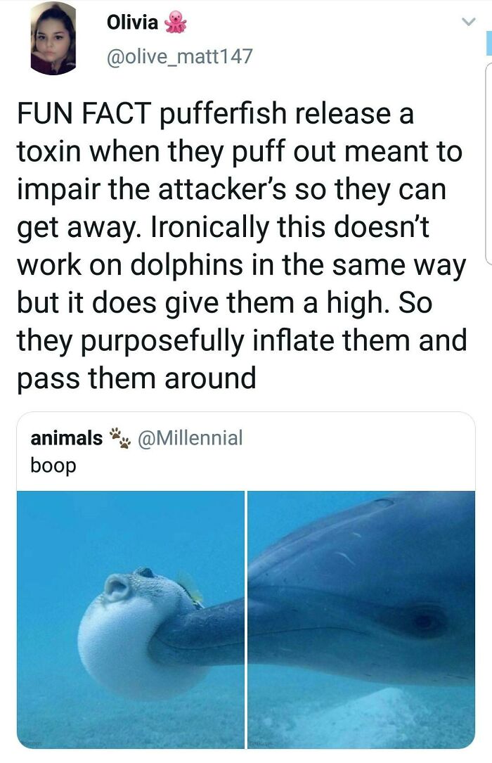 wtf cringe pics - quotes about girls - Olivia Fun Fact pufferfish release a toxin when they puff out meant to impair the attacker's so they can get away. Ironically this doesn't work on dolphins in the same way but it does give them a high. So they purpos