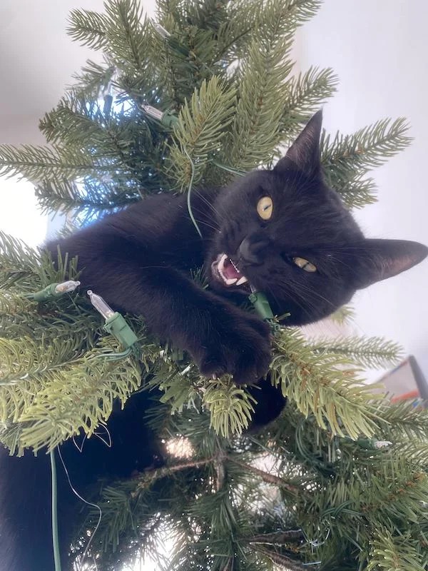 My cat has declared a war on Christmas