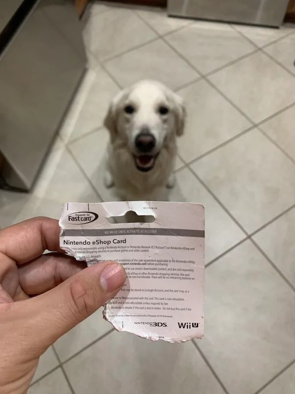 moments when life sucked -  dog ate gift card - As party Fast card Windin No Valle Until Activated At Register Nintendo eShop Card Account on Nintendo eShop and and acceptance of the user agreement applicable to the Nintendo eShop upport.nintendo.com belo