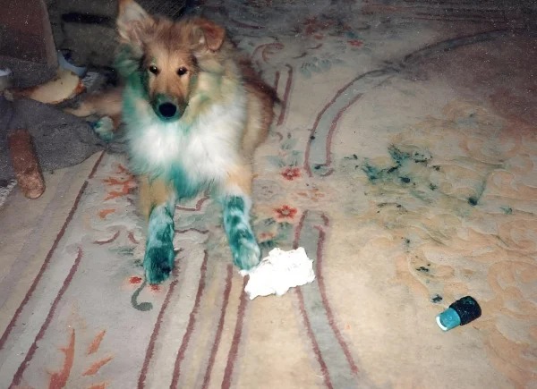 “Meet Bonnie, our 3 month old Collie. During the night she discovered a can of blue paint with a loose lid. We call this her ‘Blue Period’ since she is obviously going through some artistic phase. (The Chinese rug cost nearly $6,000.)”