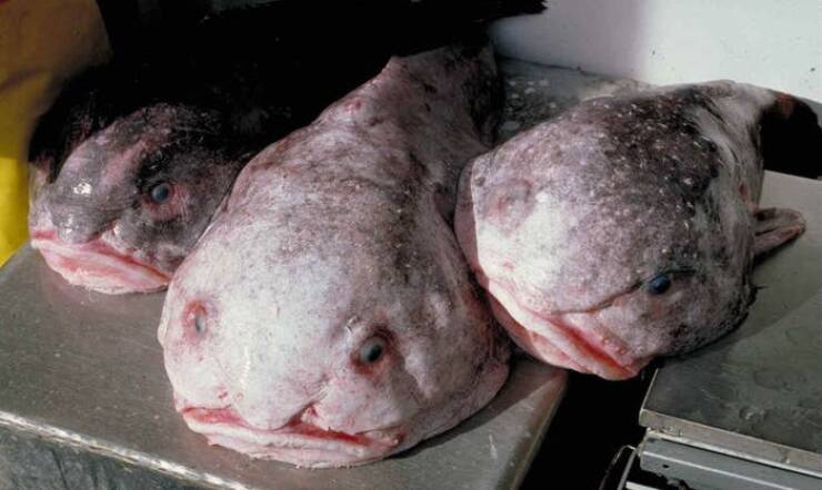 "You're probably familiar with a blob fish, that lovable, kinda human-looking fish with the super-weird face:"