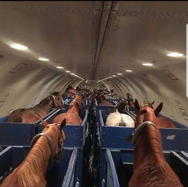 "This is how horses fly on a plane:"