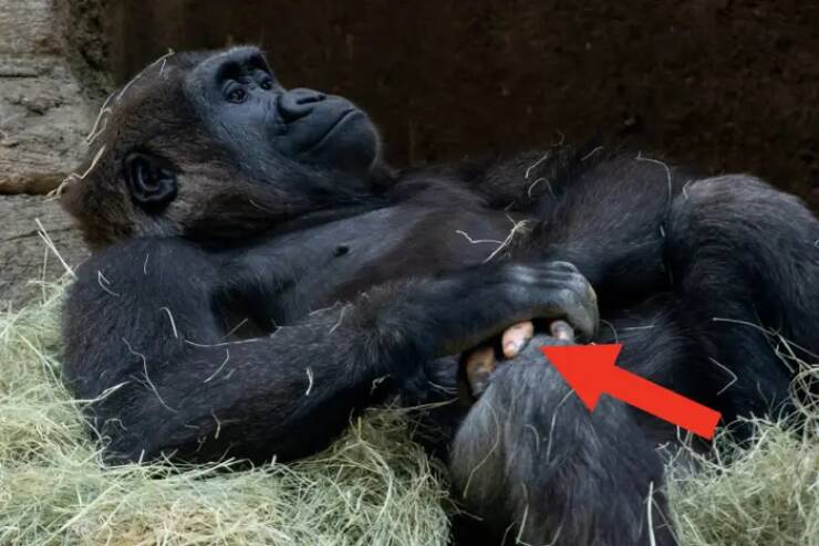 "This is Anaka, a gorilla who was born with pink pigmentation on her fingers:"