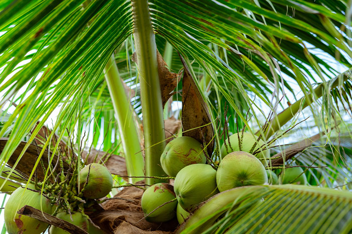 Falling coconuts cause about 150 deaths annually. Coconuts [take out] around 150 people worldwide each year, which makes them about ten times more dangerous than sharks. 