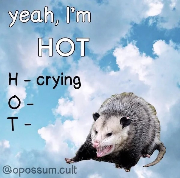 funny memes - opossum meme crying - yeah, I'm Hot H crying O T .cult