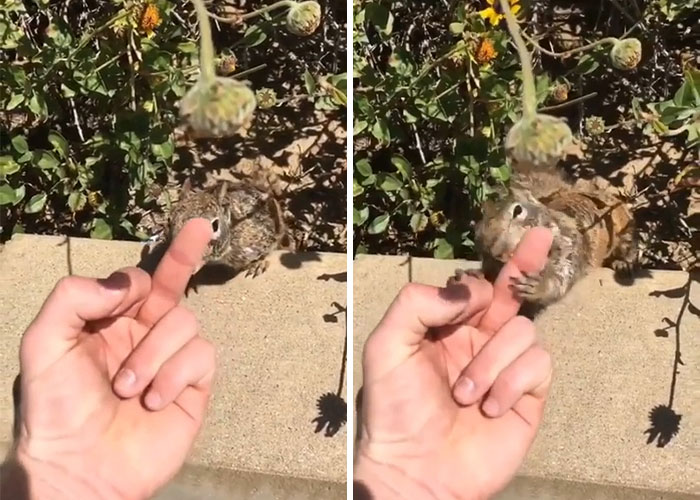 Instant Karma From A Squirrel