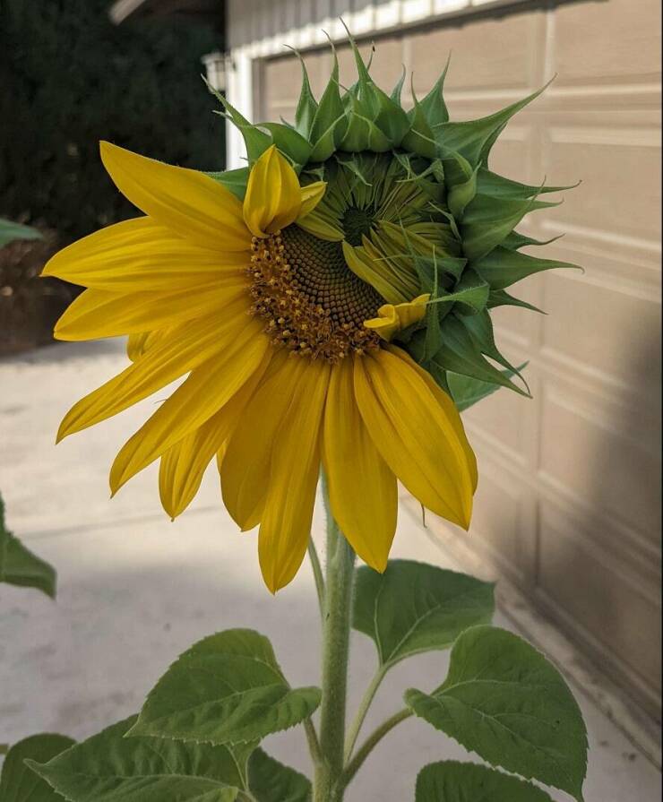 fascinating photos - sunflower