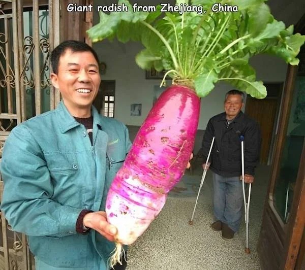 absolute unit sized things - radish giant - Giant radish from Zhejiang, China