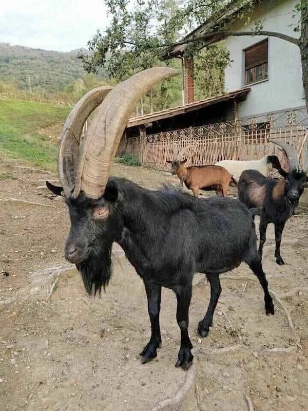 absolute unit sized things - goats with 4 horns