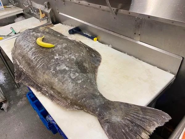 absolute unit sized things - 150 lb halibut