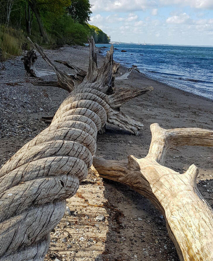 “This twisted driftwood I found on the beach”